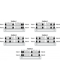 EP1112 5-WAY "MASTER SWITCH" FOR STRAT MULTIPOLE, зображення 4